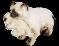 Piutre Colourpoint Ragdoll Katze mit Jungetier stehend Plüsh Stofftier Model 2359 (60 cm) Piutre Colourpoint Ragdoll Katze mit Jungetier stehend Plüsh Stofftier Model 2359 (60 cm)